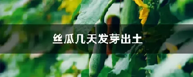 丝瓜几天发芽出土