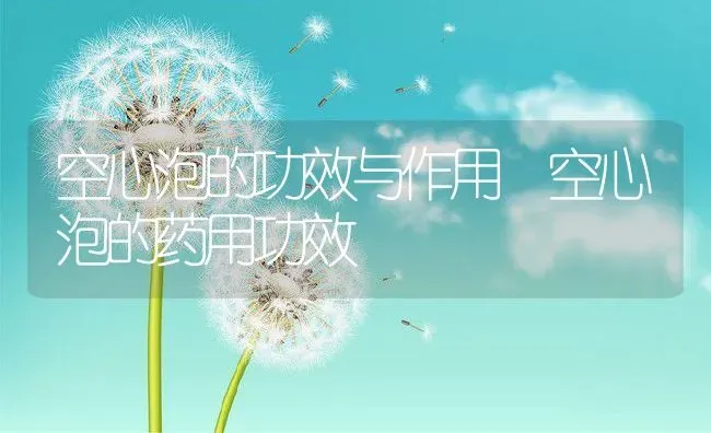 空心泡的功效与作用 空心泡的药用功效 | 养殖资料投稿