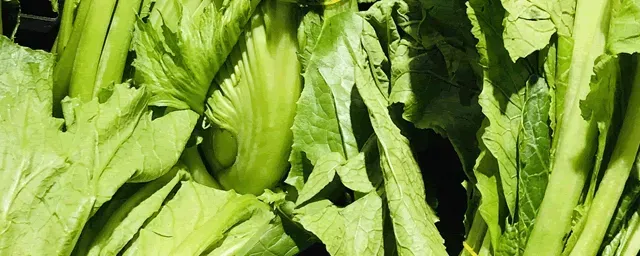 大棚蔬菜如何开展综合防治措施