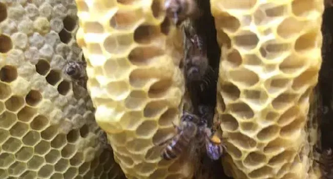 蜂巢价格多少钱一斤？