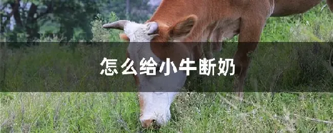 怎么给小牛断奶