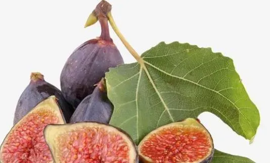 鲜无花果的功效与作用 吃多了好吗？