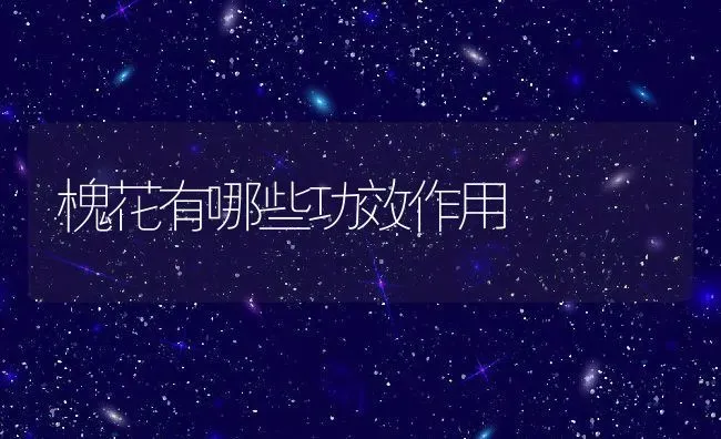 槐花有哪些功效作用 | 养殖资料投稿