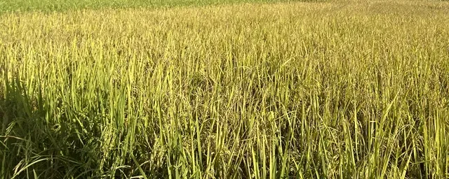 再生稻高产栽培技术