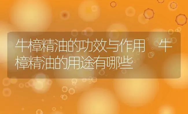 牛樟精油的功效与作用 牛樟精油的用途有哪些 | 养殖资料投稿