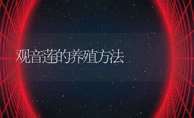 观音莲的养殖方法 | 养殖资料投稿