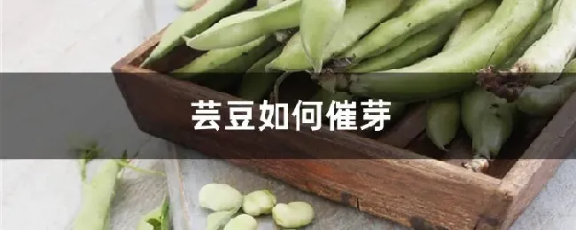 芸豆如何催芽