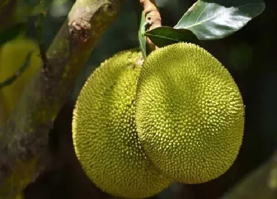 种植前景|菠萝蜜南方可以种吗