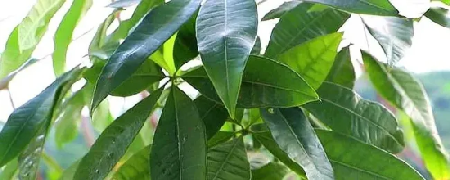 发财树的养殖方法？