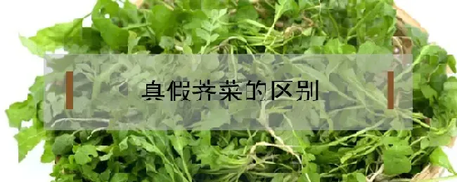 真假荠菜的区别