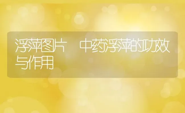 浮萍图片 中药浮萍的功效与作用 | 养殖资料投稿
