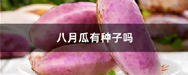 八月瓜有种子吗