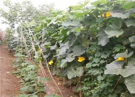 种植前景|种植丝瓜亩产利润 种丝瓜一亩地能赚多少钱