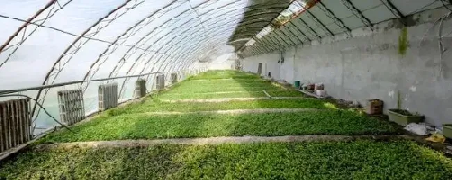 蔬菜大棚的搭建方法大棚增温块西红柿能用吗?