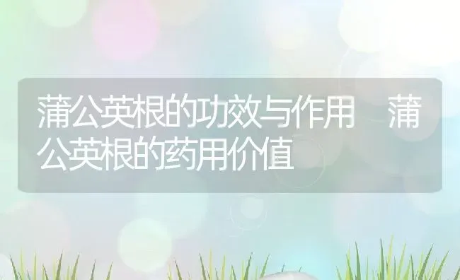 蒲公英根的功效与作用 蒲公英根的药用价值 | 养殖资料投稿