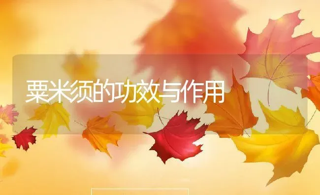粟米须的功效与作用 | 养殖资料投稿