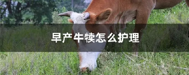 早产牛犊怎么护理