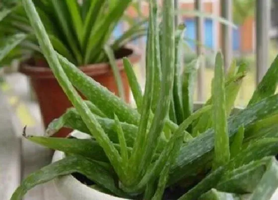 中药材|海南适合种植什么药材 海南药材种植品种