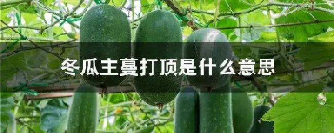 冬瓜主蔓打顶是什么意思