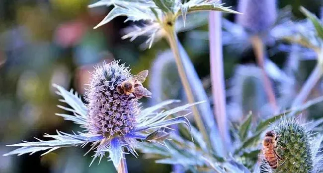 蜜蜂一年四季都产蜜吗？