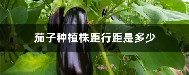 茄子种植株距行距是多少