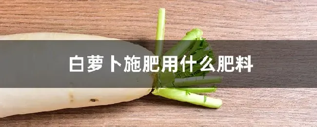 白萝卜施肥用什么肥料