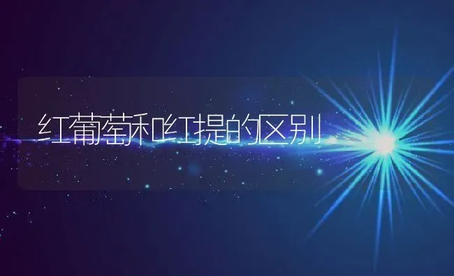 红葡萄和红提的区别 | 养殖资料投稿