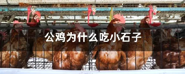 公鸡为什么吃小石子