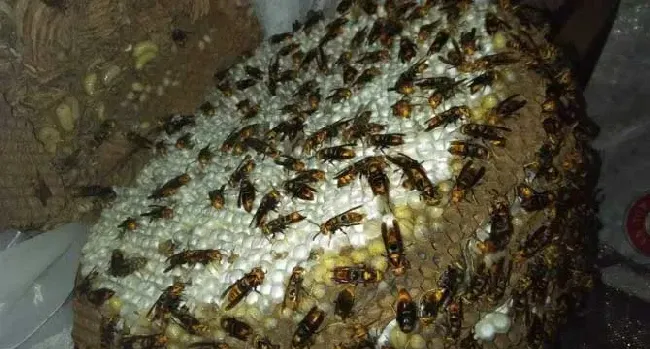 马蜂记仇记多久？没有固定的时间，信息素未消散前马蜂都会报复！