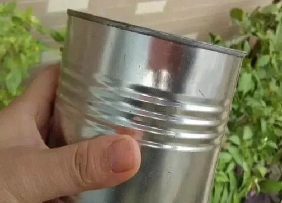 养花|奶粉罐可以种花吗