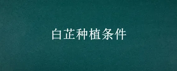 白芷种植条件