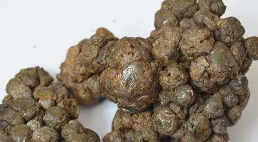 原始蜂胶怎样食用 原始蜂胶的食用方法