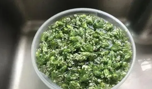 韭菜花的功效与作用 韭菜花的禁忌