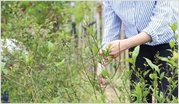 豆腐叶有什么功效作用？如何制作成“豆腐”？（附种植技术） | 养殖项目前景