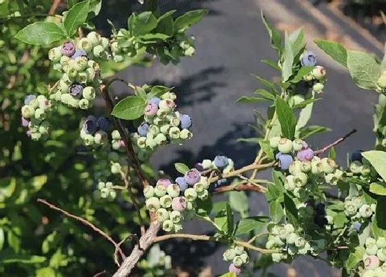 种植前景|湖南可以种蓝莓树吗