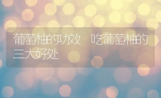 葡萄柚的功效 吃葡萄柚的三大好处 | 养殖资料投稿