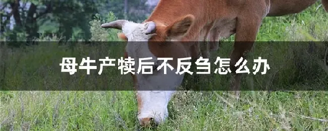 母牛产犊后不反刍怎么办