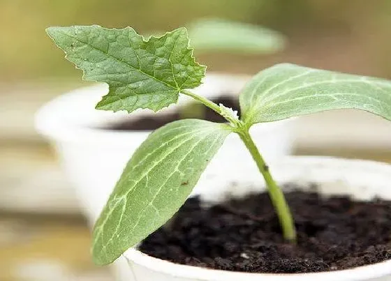 种植前景|种植丝瓜亩产利润 种丝瓜一亩地能赚多少钱