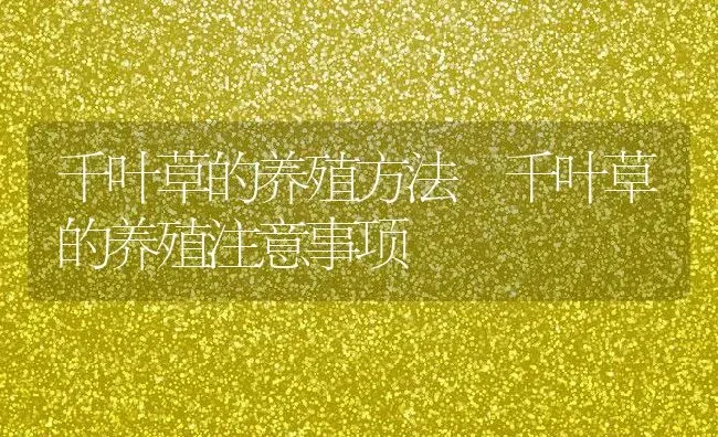 千叶草的养殖方法 千叶草的养殖注意事项 | 养殖资料投稿