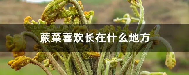 蕨菜喜欢长在什么地方