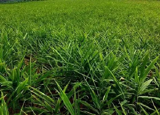 种植前景|大姜亩产量一般多少斤 种一亩大姜利润有多少