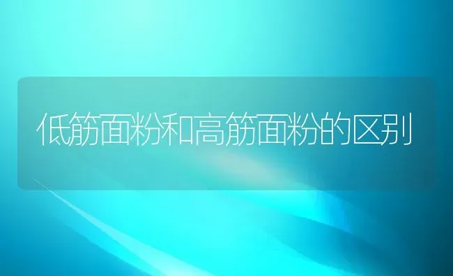 低筋面粉和高筋面粉的区别 | 养殖资料投稿