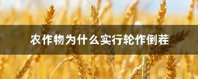 农作物为什么实行轮作倒茬