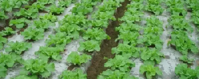 雪菜种植时间和方法种植多少天能成熟