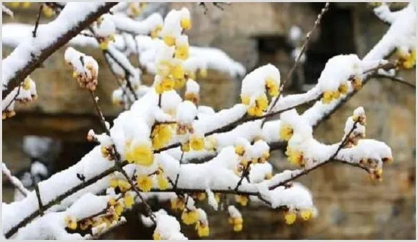 腊梅的市场价格如何?种植腊梅赚钱吗 | 养殖什么赚钱