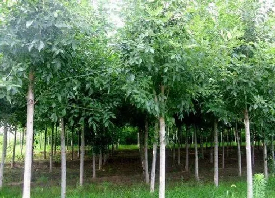 树木|宁夏适合种什么树 宁夏常见树种有哪些