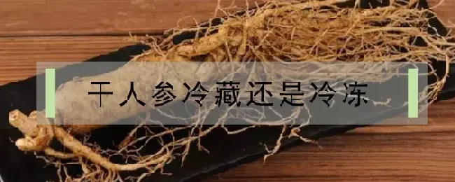 干人参冷藏还是冷冻