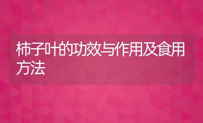 柿子叶的功效与作用及食用方法 | 养殖资料投稿