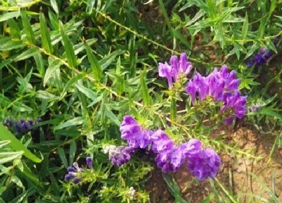 中药材|山东地区适合种植什么药材 山东主要产什么名贵药材