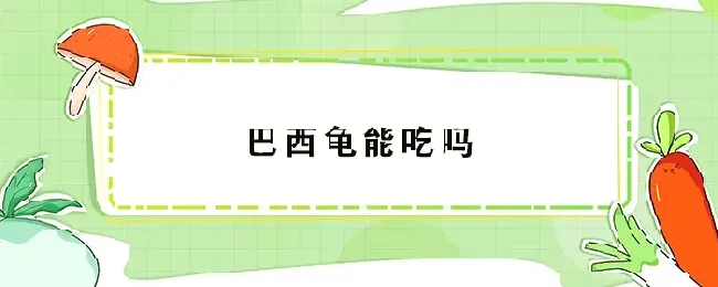 巴西龟能吃吗